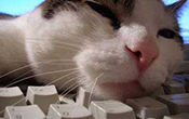 cat-on-keyboard
