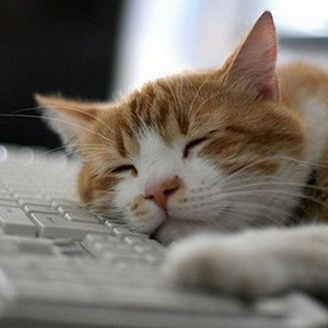 cat_sleeping_on_keyboard_by_openmedia-d4i3zc3