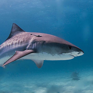 Tiger_shark