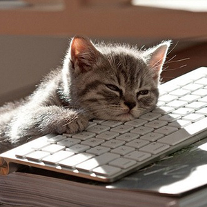 120519-cat-keyboard_thumb