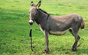 donkey_trekking