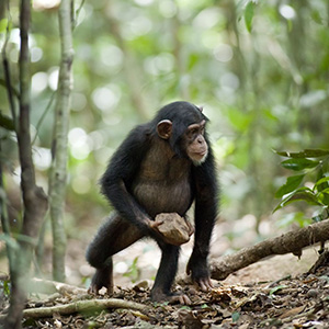 chimpanzee-still06