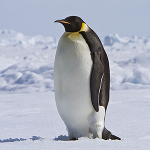 penguin_cnt_15jul10_rex_b