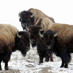 yellowstone-bison