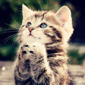 122814-cats-pretty-cat