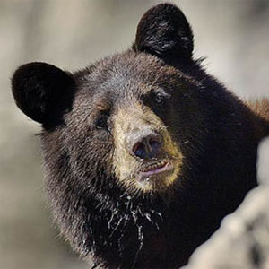 black_bear07